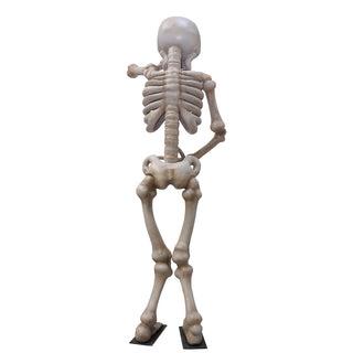 Skeleton 3.5m "Shy"