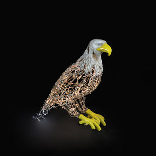 Eagle Watching