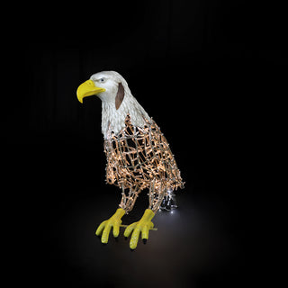 Eagle Watching
